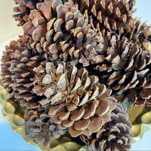 20 pine cones